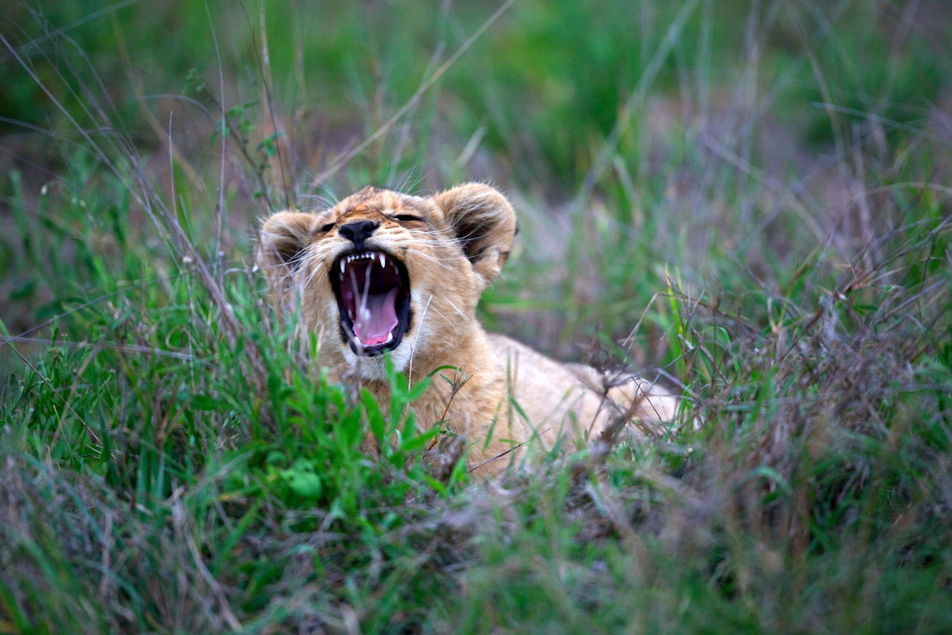 How to Regain your Roar - Lana Christian